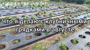 Что делаю с клубничными грядками в августе