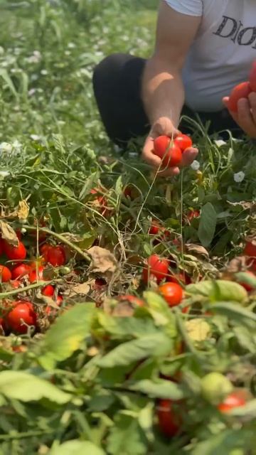 Минсельхозпрод РД