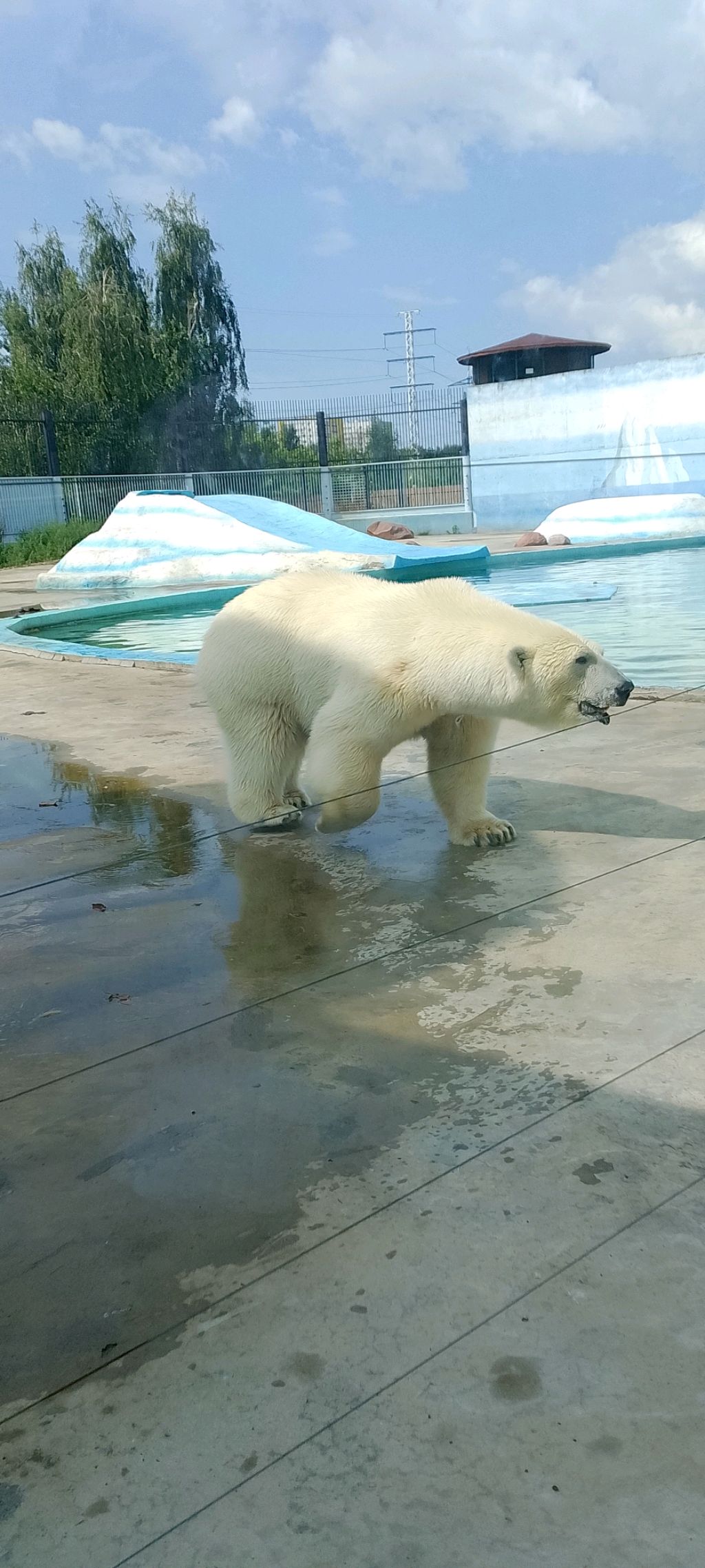 медведь смотреть онлайн