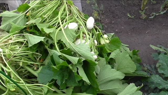 У патиссонов переизбыток плодов