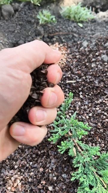 Высадил 7 хвойных из р9 - что с ними будет дальше? смотреть онлайн