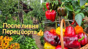 После ливня Вода между гряд.Отличные сорта перца ПОСАЖУ СНОВА