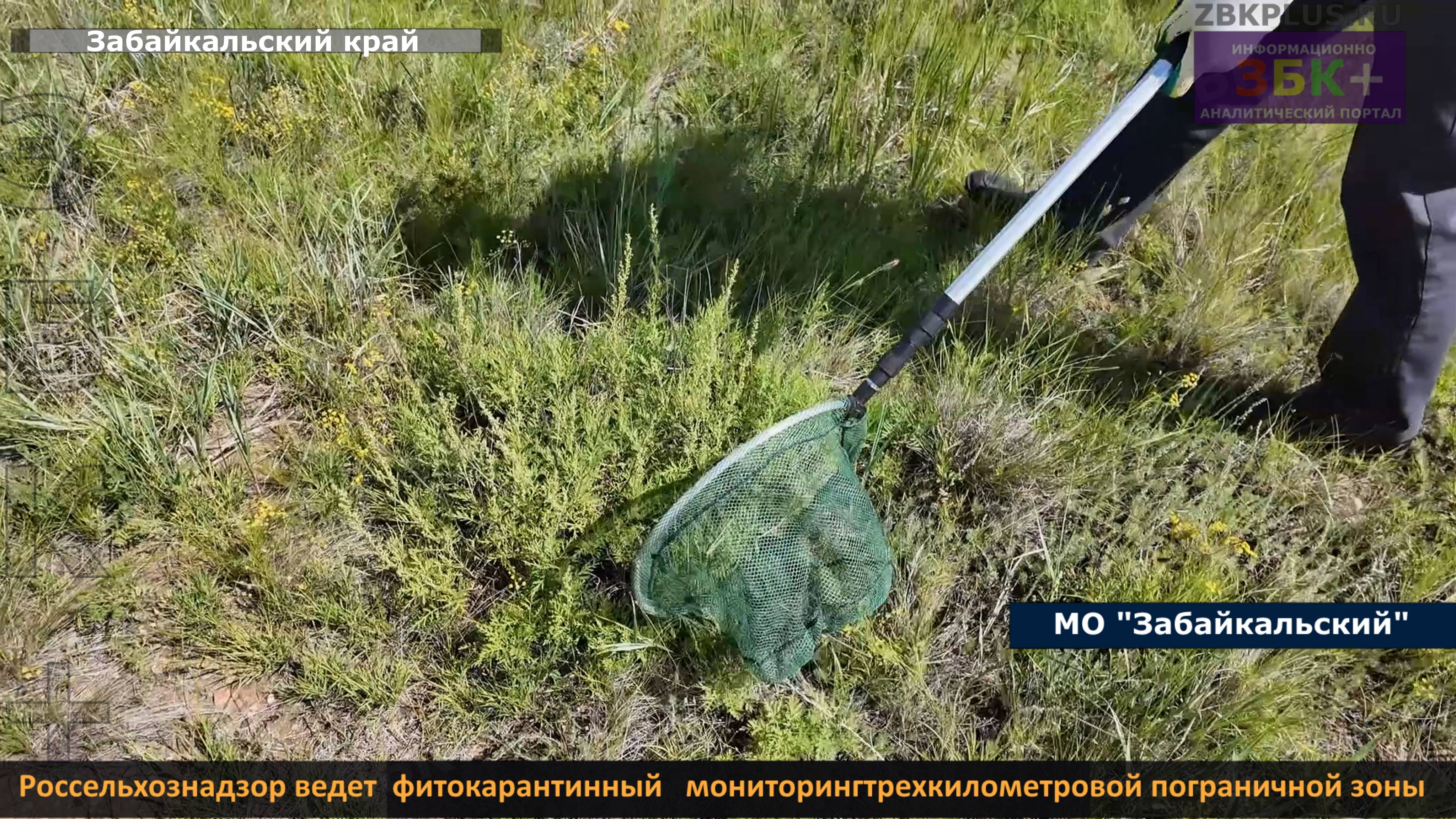 Россельхознадзор ведет мониторинг трехкилометровой пограничной зоны на предмет карантинных объектов смотреть онлайн