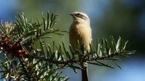 Пение птиц. Птицы. Пение птицы Завирушка бледная для улучшения настроения