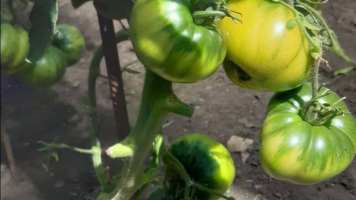 ТОМАТ АПЕЛЬСИНОВОЕ МАНГО - ВКУС ВОСТОРГ. СОРТ ОТ СОФИИ СААКОВОЙ смотреть онлайн