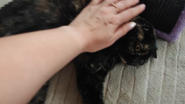 ленивки мои😘🍓 смотреть онлайн