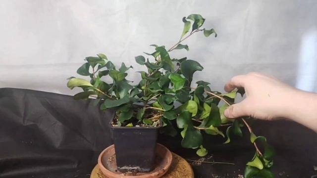 √1,2 фикус триангулярис 124