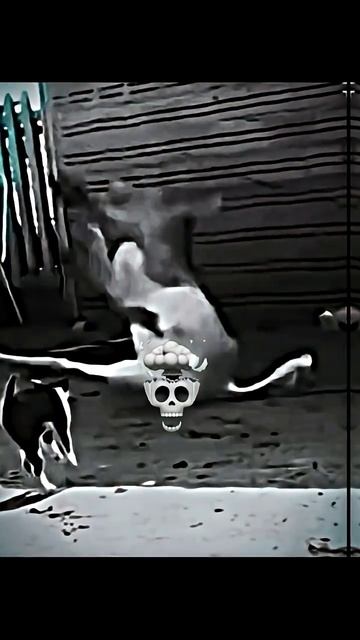 📹 Strongest Cats..☠️ | song: MENTE MÁ - Mc Staff, Nakama | → 👤 #Luna_edit → смотреть онлайн