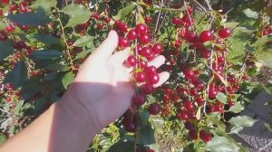 ЖИЗНЬ В ДЕРЕВНЕ. ХРОНИКА ДНЯ.