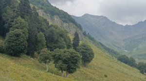 Абхазия 2025 🌴Альпийские луга август