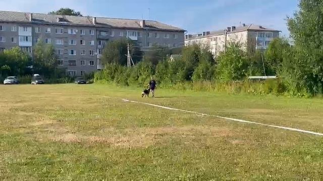 3.  выражено/пож SHVALBENNEST ZOLOTO (Quoran Team Ulmental – Shvalbennest Shiarra)