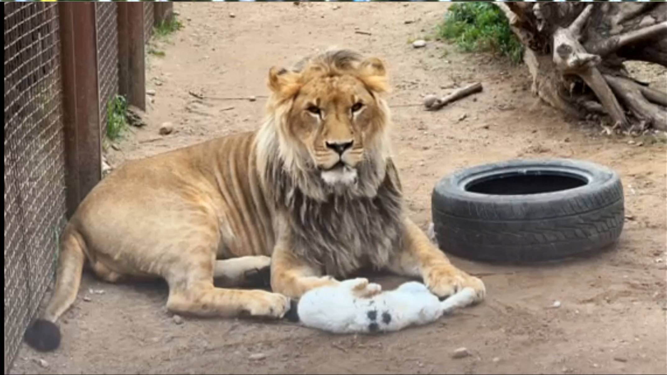 Лев ШЕРХАН добытчик. смотреть онлайн