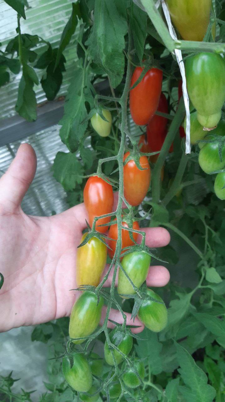 Томат Писюн Лилипут (Фляшен мини) смотреть онлайн