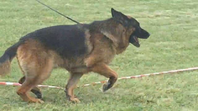 ВЕТЕРАНЫ КОБЕЛИ / КЧК ЧЕЛЯБИНСК 2 августа`25 О.Семенова Моно немецких овчарок