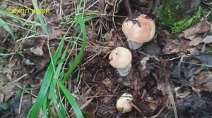 Грибалка. Сбор грибов.Грибное место. Белые и подосиновики.