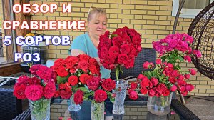 ВЫБОР ЛУЧШЕЙ КРАСНОЙ ФЛОРИБУНЫ.