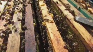 наращивание в августе пчел в зиму, зачем производить перегруппировку рамок в гнезде у пчел, 6.08.25