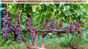 Виноград- Кишмиш Юпитер. Вкусняшка, неукрвной, с мускатом да и еще устойчивый! Ай да Юпитер!