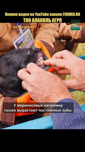 Как определить возраст овцы по зубам? #shorts #овца #овцеводство  #сельскоехозяйство #фермер