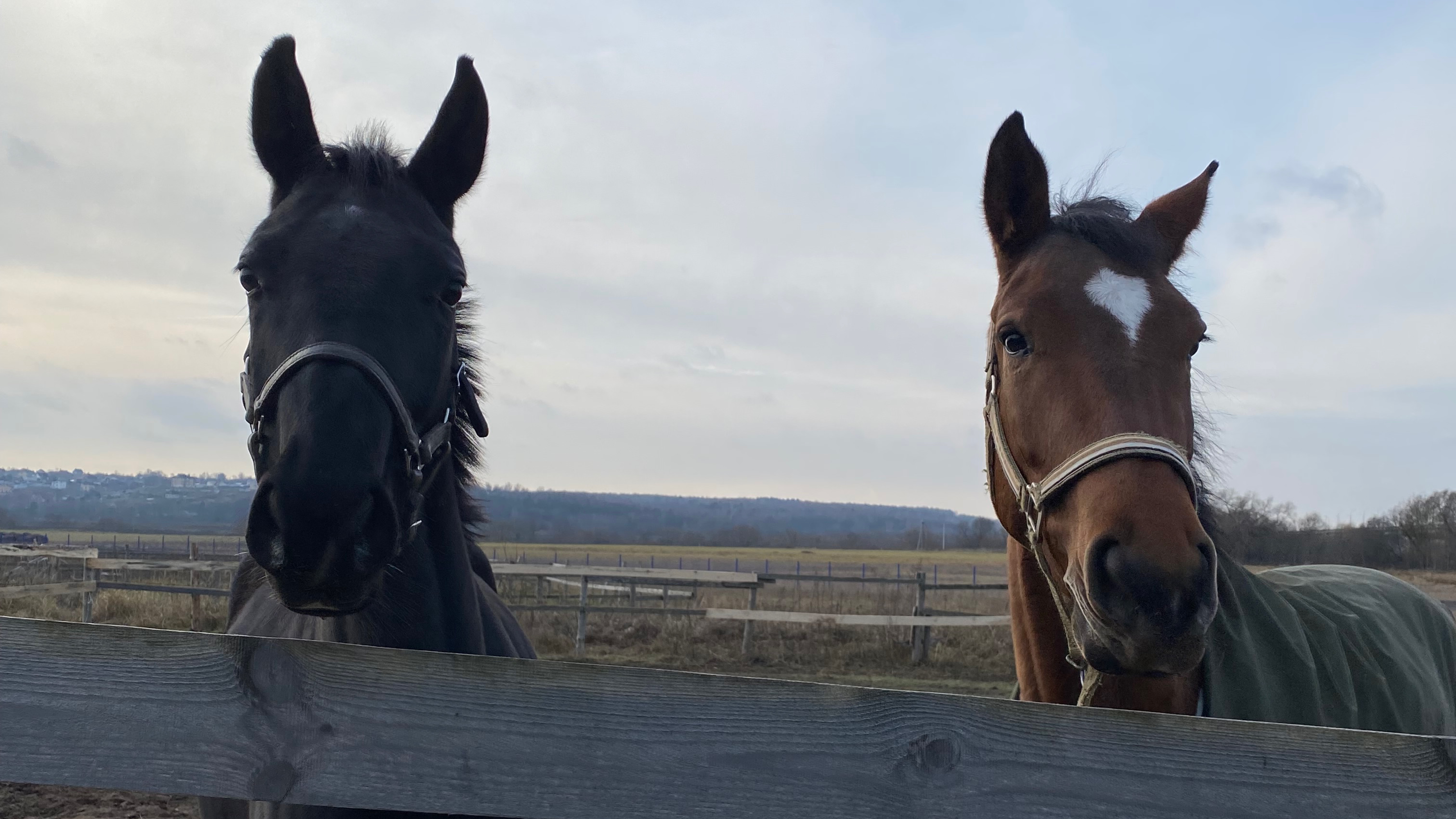 Молодые лошади🐴 напрыгивание🏇 работа💪 старательные малыши 😇 2 и 3 года👼