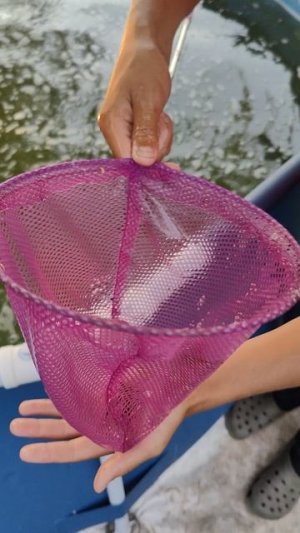 Как рождаются дети рыбы.#рыбак #fishing #рыбалка #роды #родители #снасти #россия #карп #интересное