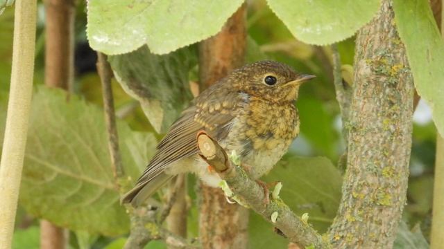 птенец слеток Зарянки Малиновки, наблюдение птиц в Великом Новгороде, 6 августа 2025 смотреть онлайн