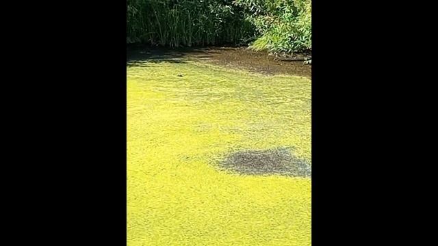 Красота и Ужас Иловых Площадок The Beauty and Horror of the Silt Flats смотреть онлайн
