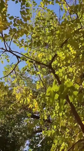 Осень на нашей улице.