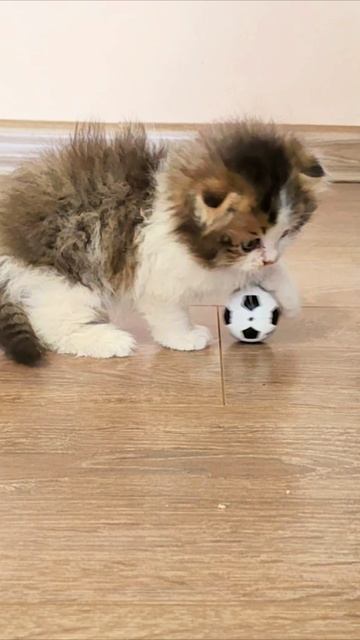 Игра в мяч. #котята #шорты смотреть онлайн