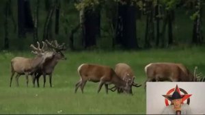 Обиженный олень или Как стать взрослым (R)