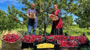 Готовим Самую Полезную Ягоду — Варенье и Вишнёвый Компот!