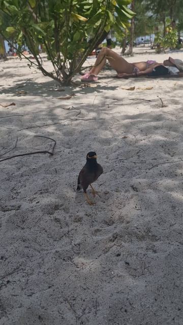 Птичка в Тайланде