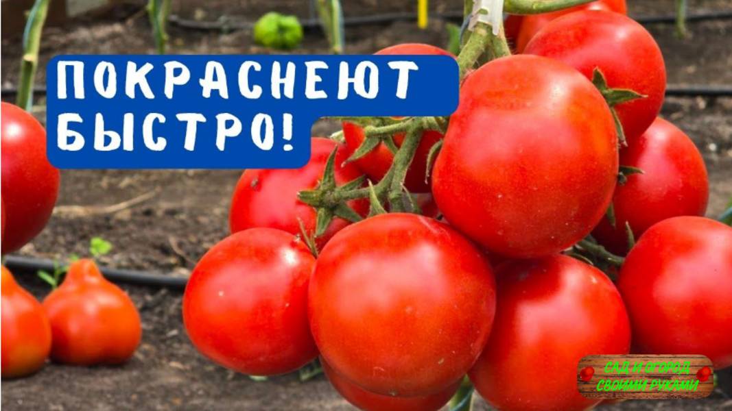 Все помидоры вмиг покраснеют на кусту! Проверенный способ!!! смотреть онлайн