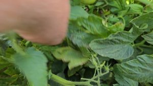 Томаты открытого грунта Мирсини F1 и Линда F1, сравнение прямого сева и высадки рассады.