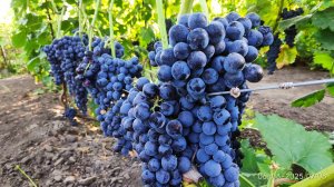 Виноград со вкусом черной смородины, рекомендую для новичков.