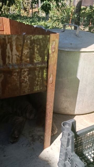 кот персик.mp4