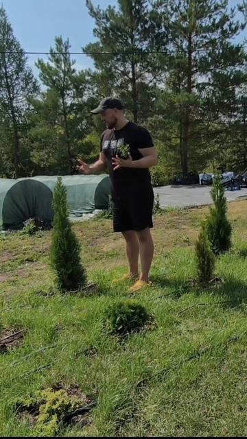 Преимущества саженцев в контейнере р9 смотреть онлайн