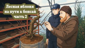 Лесная яблоня на пути к бонсай (часть 2)