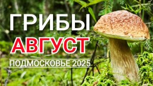 Грибы в августе 2025. Свежие новости из леса. Анциферово, Московская область.