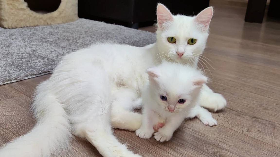 Маленький котенок, его мама-кошка и старший брат. смотреть онлайн