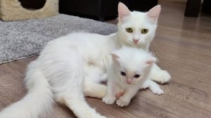 Маленький котенок, его мама-кошка и старший брат.