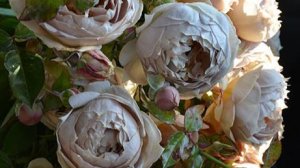 Luxor - роза рожденная в песках.