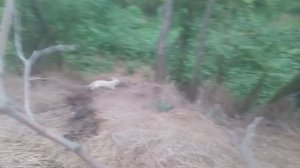Пёс в овраге 1 серия VID_20250803_161713.mp4