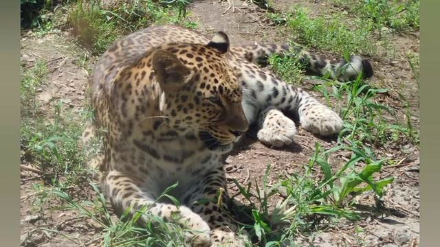 🐾✨ Начался новый замурчательный проект — #КОТАмур, Который живёт на Амуре! 🐱💖 смотреть онлайн