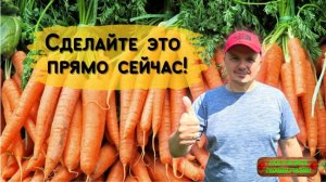 Июльский посев моркови для длительного хранения!!!