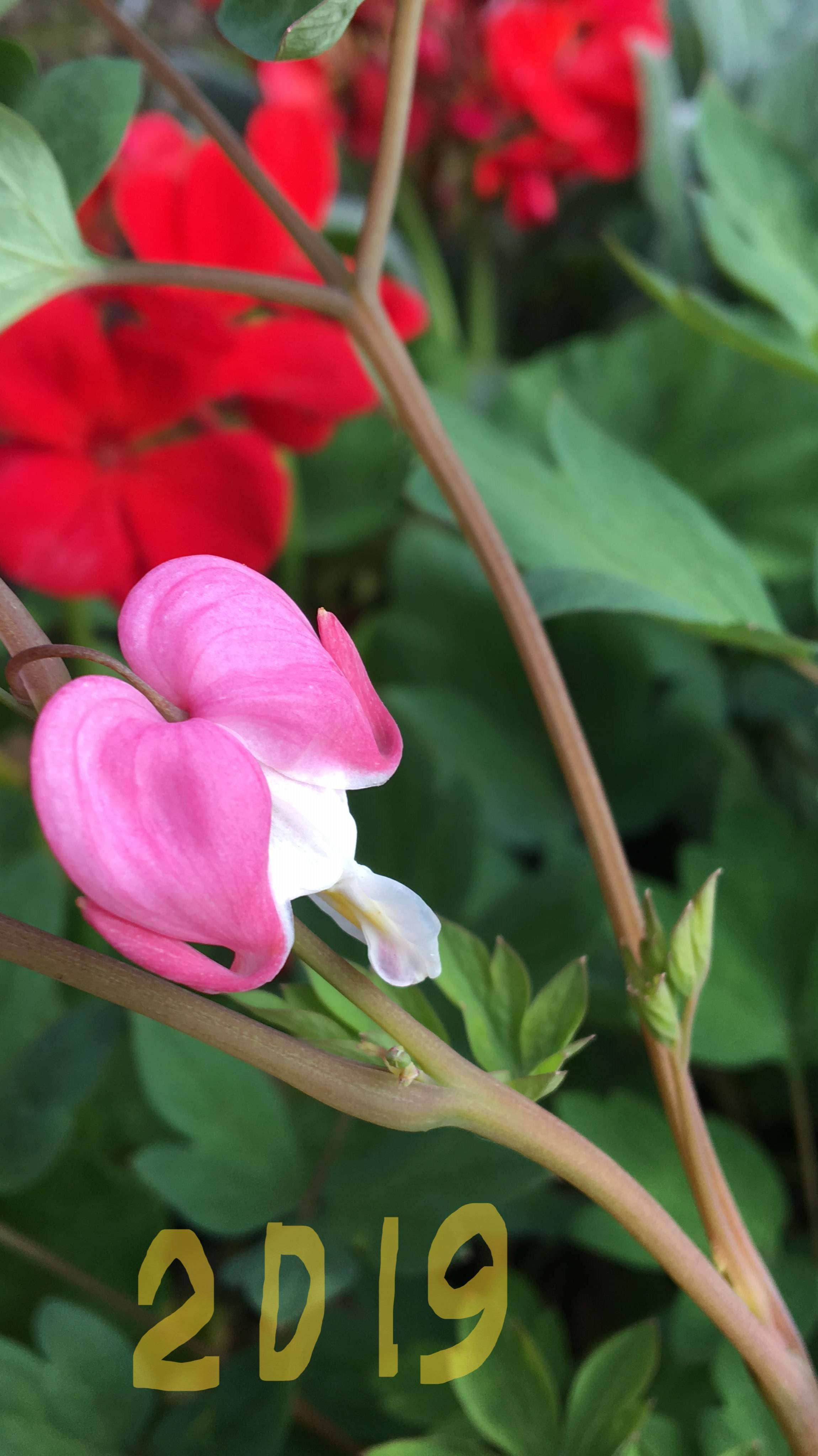 Хроника. Валентиновка август 2019