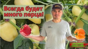 Перца на кусту будет в ДВА раза больше!!!
