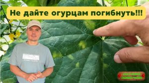 Пероноспороз на огурцах： что делать, чтобы растения не погибли!!!