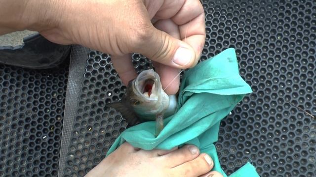 Рыбалка на Волхове и озере Ильмень. Сильный клёв окуня. Надергали полсотни штук за пару часов.