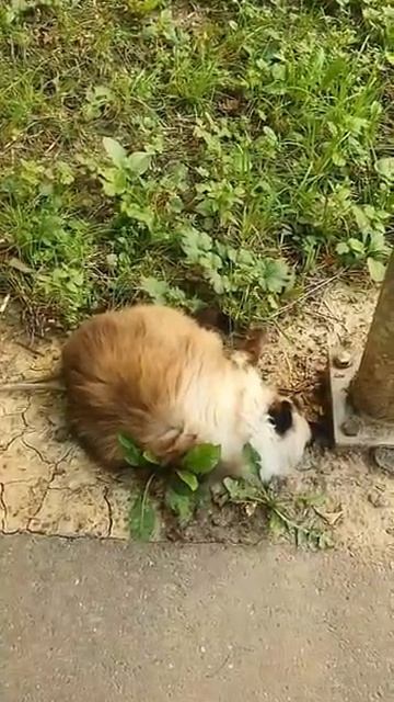 киса красотка